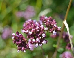 DSC_1097.jpg